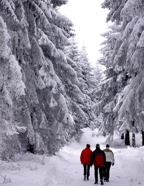 Drei der Sieben Zwerge (gesehen Winter 2005/Harz)