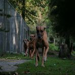 Drei der Vier Bewacher allen tierischen Lebens in Tukan-World