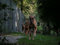 Drei der Vier Bewacher allen tierischen Lebens in Tukan-World