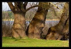 Drei Dicke am See