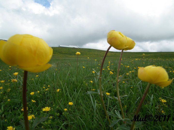 Drei Dotterblumen