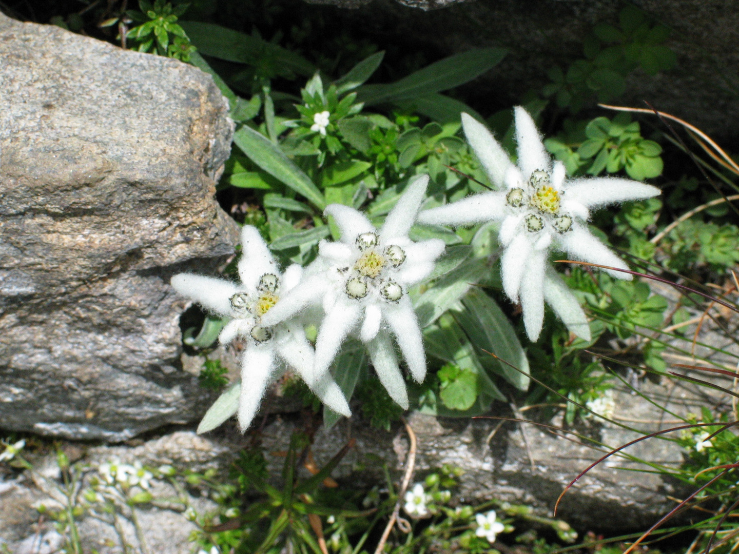 drei Edelweiss