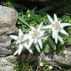 drei Edelweiss