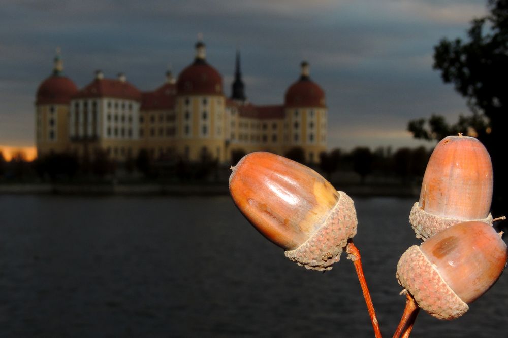 Drei "Eicheln" für Aschenbrödel