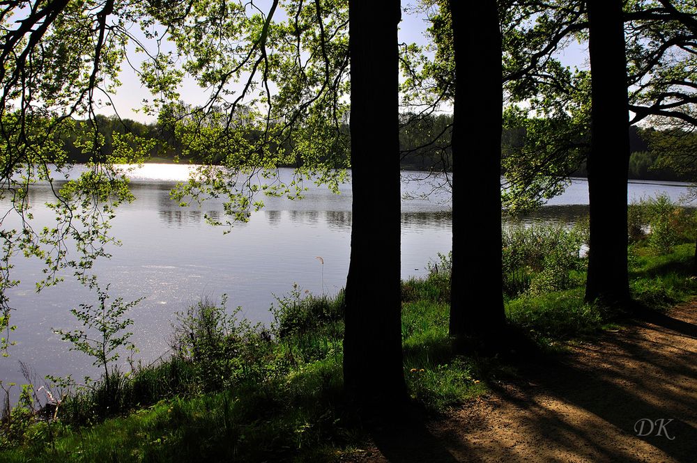 Drei Eichen am See Foto & Bild landschaft, bach, fluss & see, see