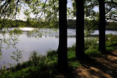 Drei Eichen am See