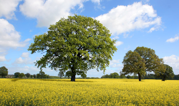 Drei Eichen im Raps