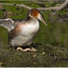 Drei Eier im Nest