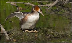 Drei Eier im Nest