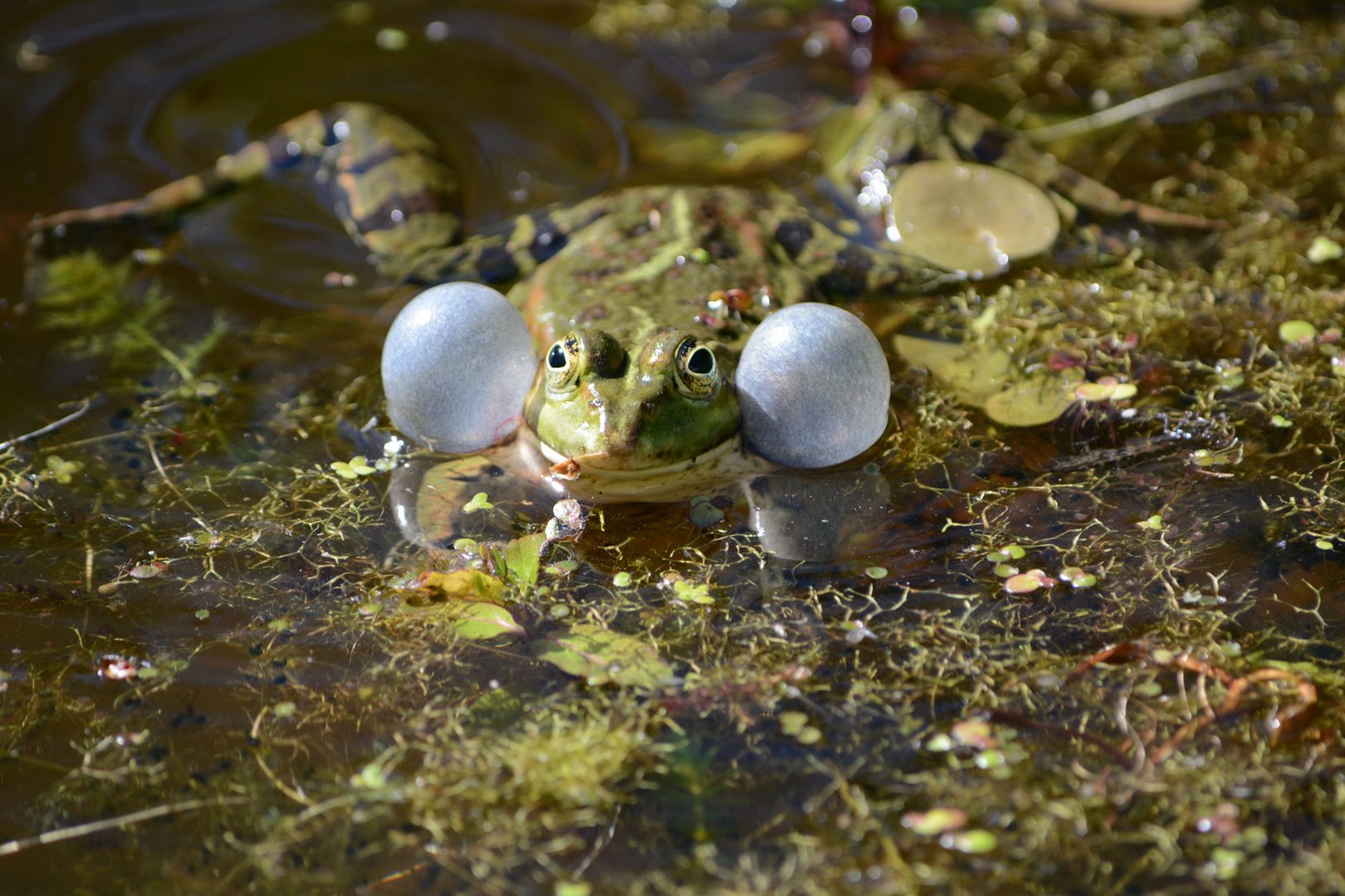 Drei einsame Rufer. Teichfroschmännchen.