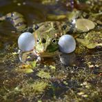 Drei einsame Rufer. Teichfroschmännchen.