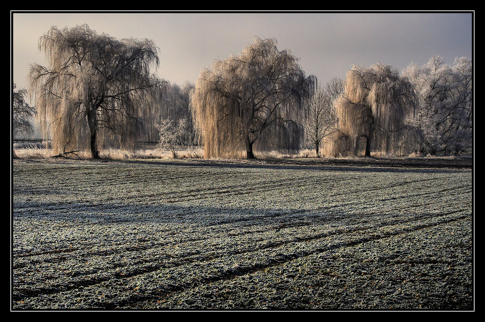 Drei Eisweiden