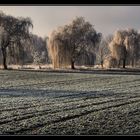 Drei Eisweiden