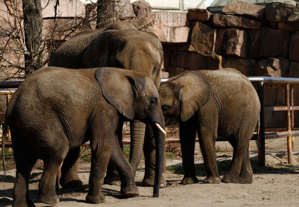 Drei Elefanten.