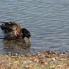 drei Enten am Strand