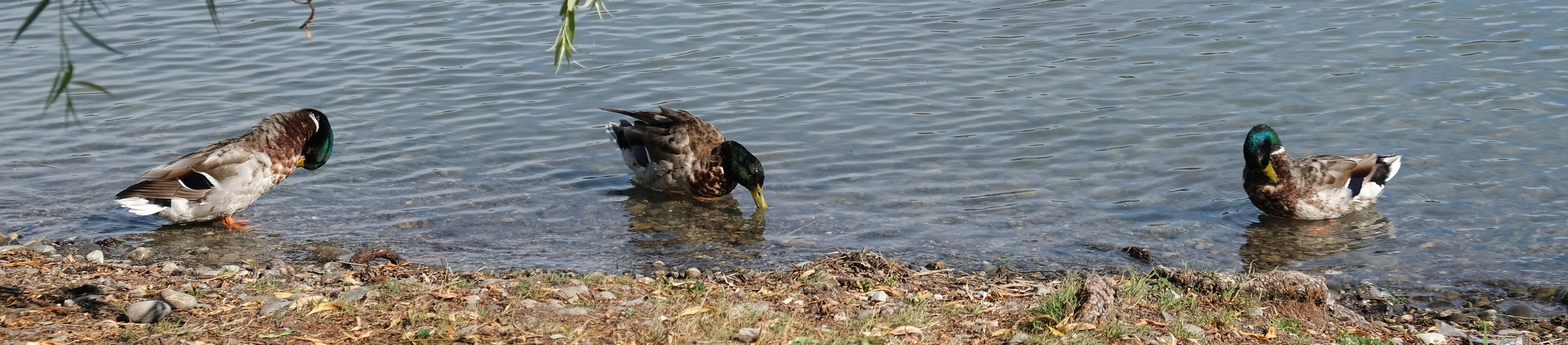 drei Enten am Strand