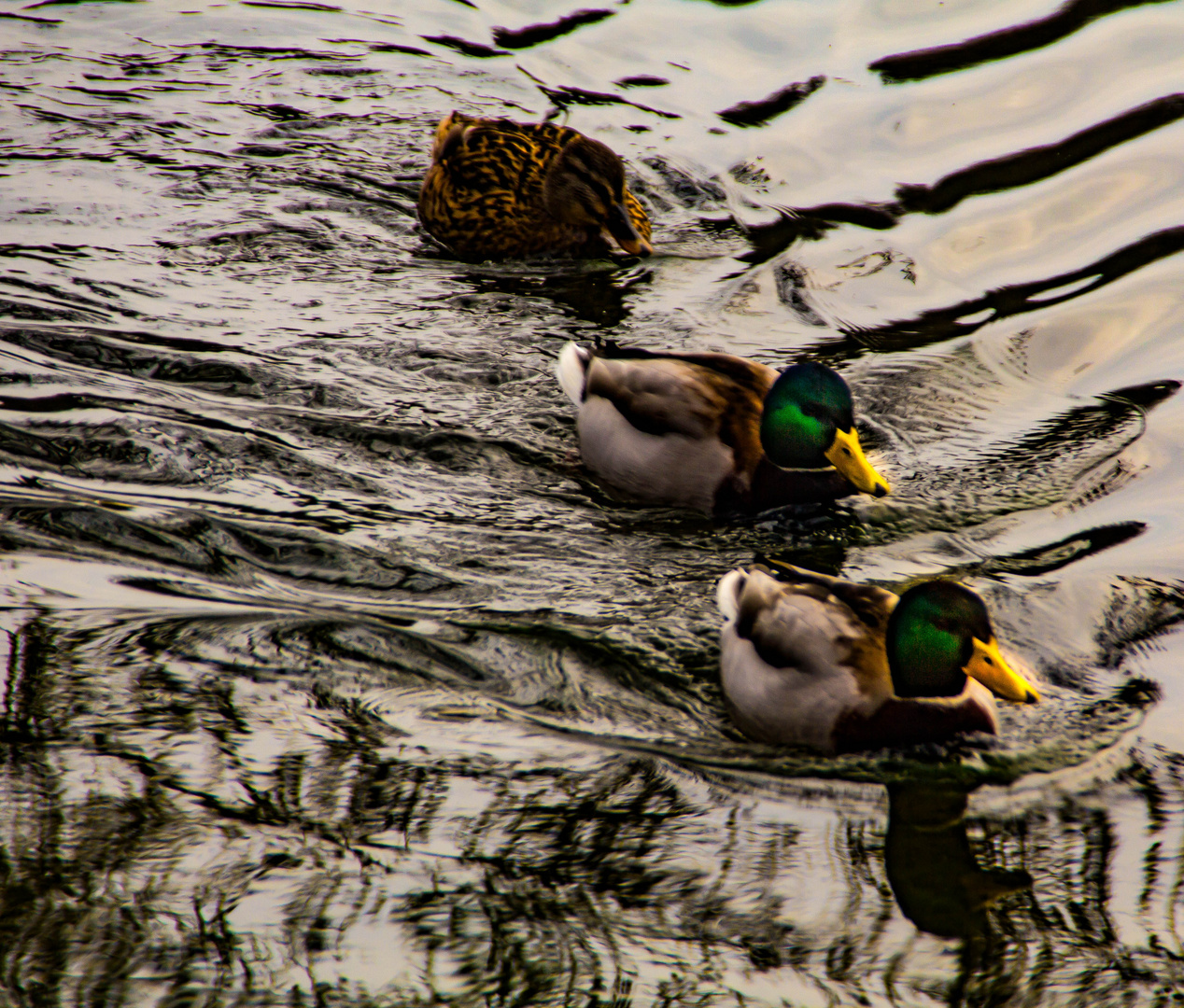 drei Enten auf dem See - wir müssen in der Spur bleiben -