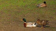 drei Enten auf Wiese