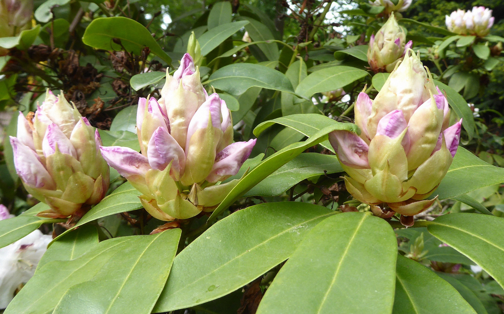 Drei entfaltende Rhododendronblüten