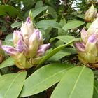 Drei entfaltende Rhododendronblüten