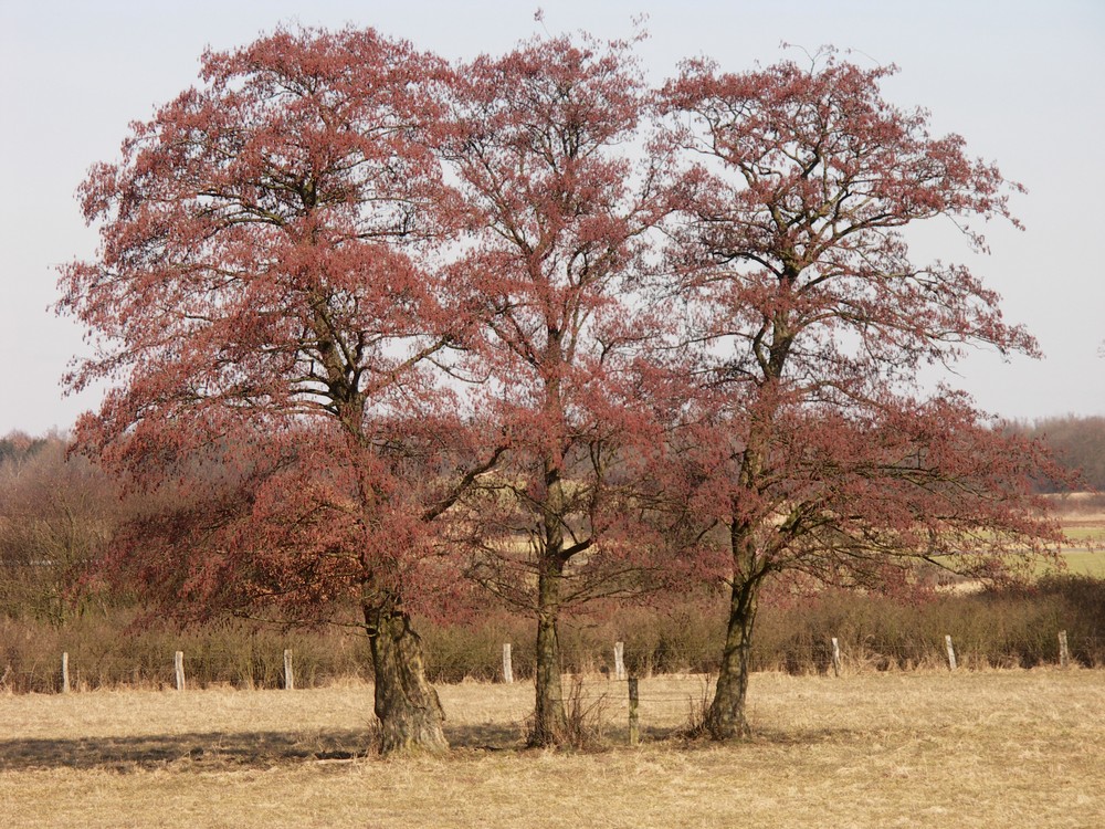 Drei Erlen im Frühling