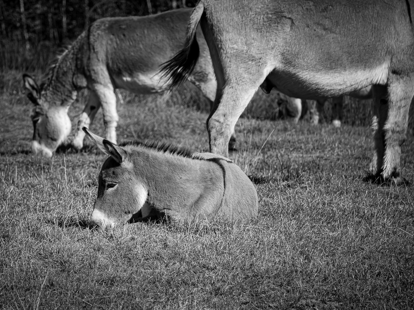 Drei Esel auf der Wahner Heide...