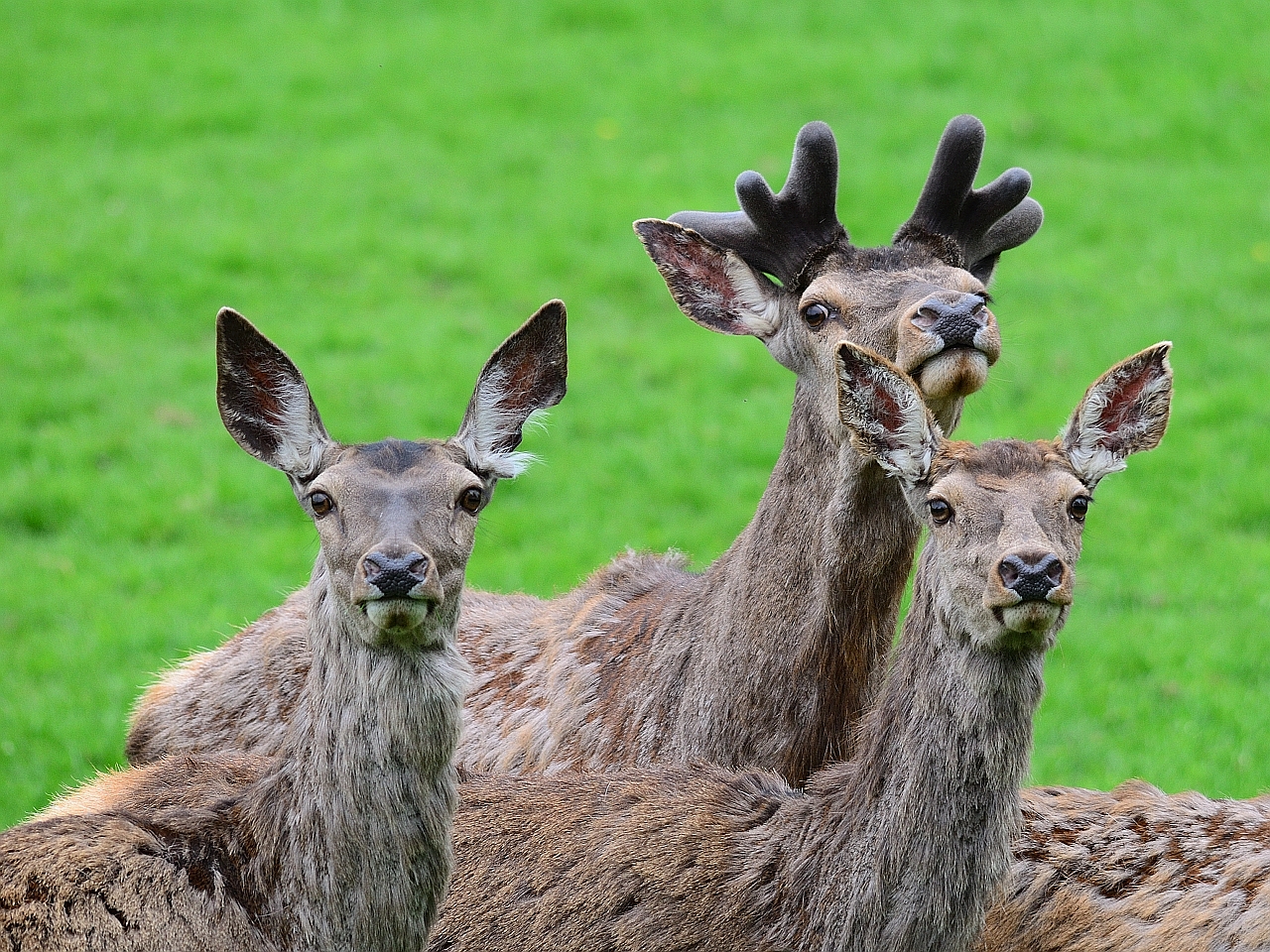 Drei extrem Neugierige, Three extremely curious, Tres extremadamente curiosos