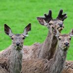 Drei extrem Neugierige, Three extremely curious, Tres extremadamente curiosos