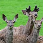 Drei extrem Neugierige, Three extremely curious, Tres extremadamente curiosos