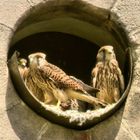 Drei Falkenkinder