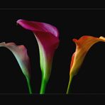Drei Farben der Calla