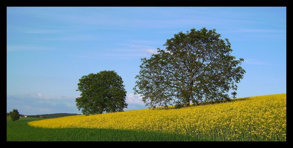 Drei Farben - drei Bäume