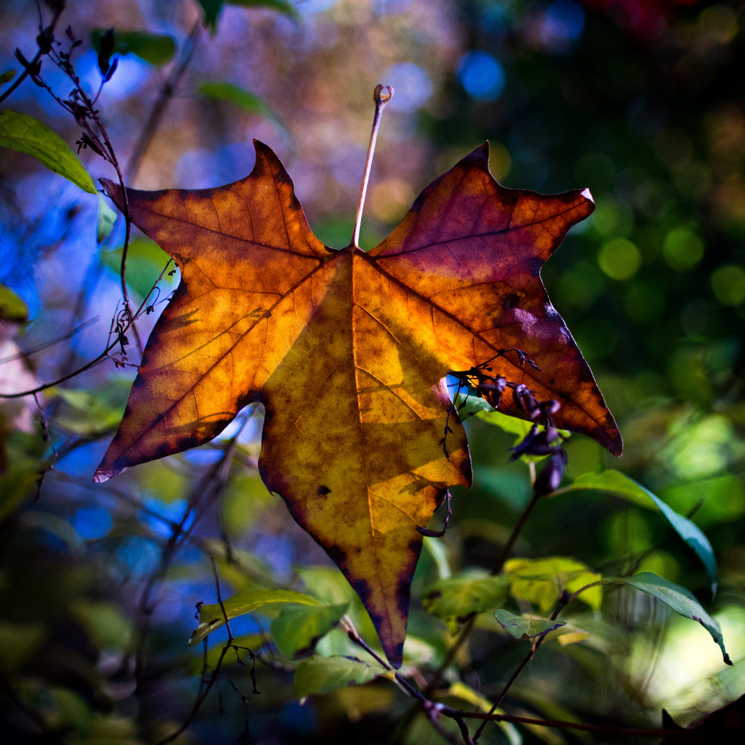 Drei Farben Herbst