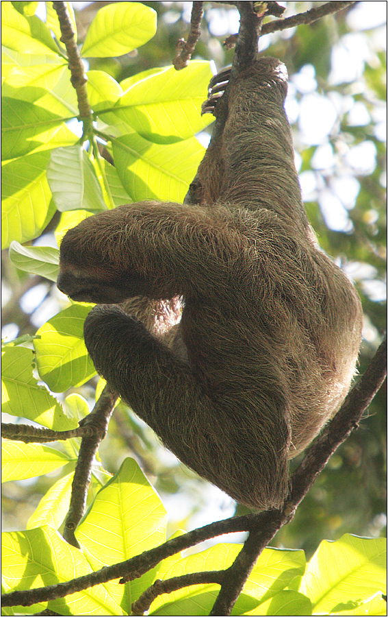 drei-finger-faultier / three-toed sloth / bradypus variegatus (60 cm)