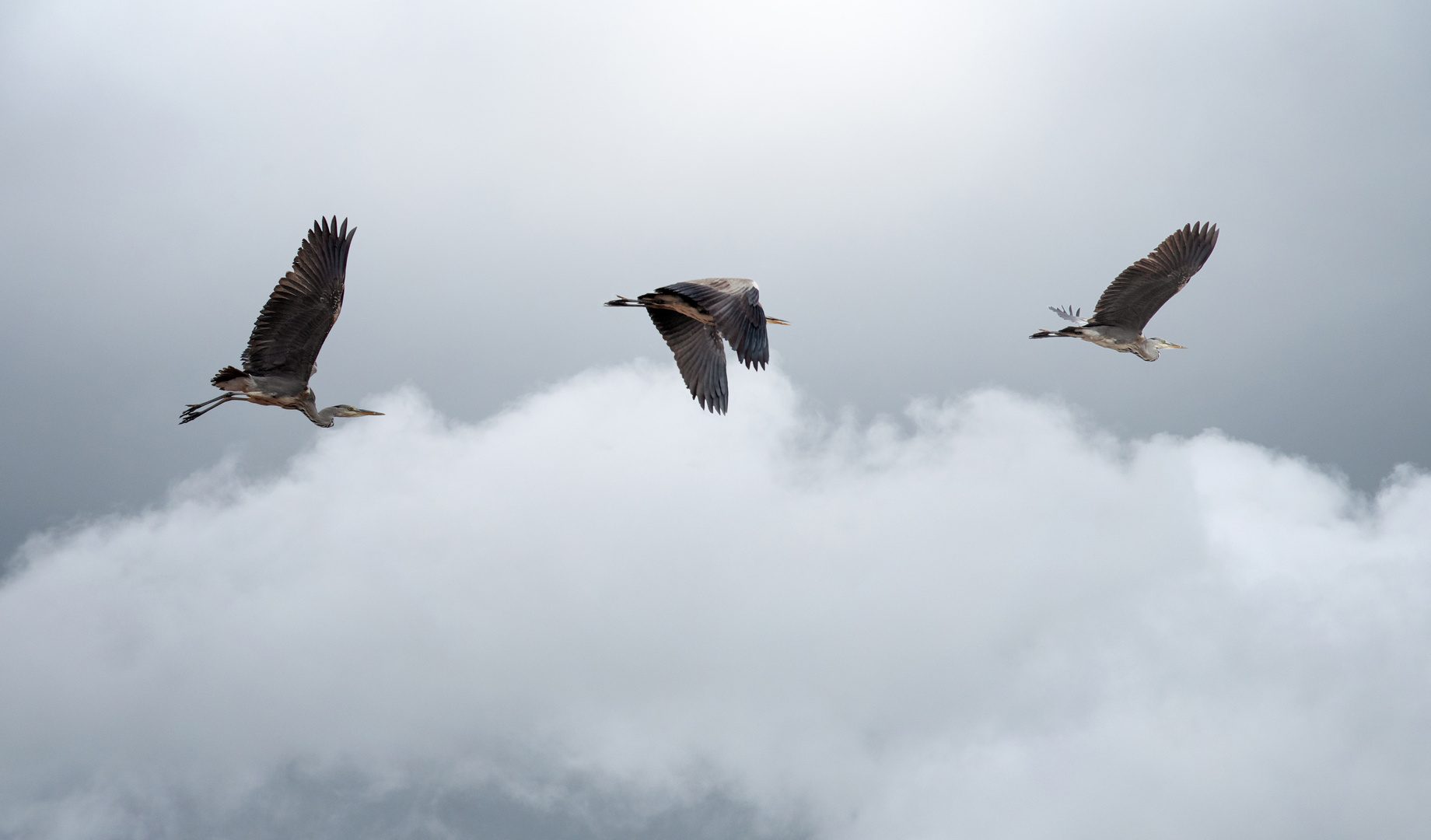 Drei Fischreiher im Flug 