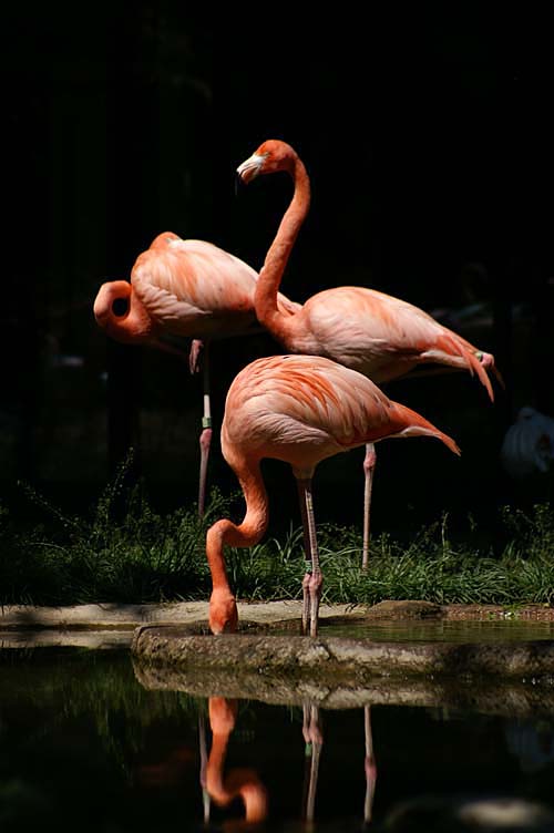 Drei Flamingos