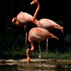 Drei Flamingos