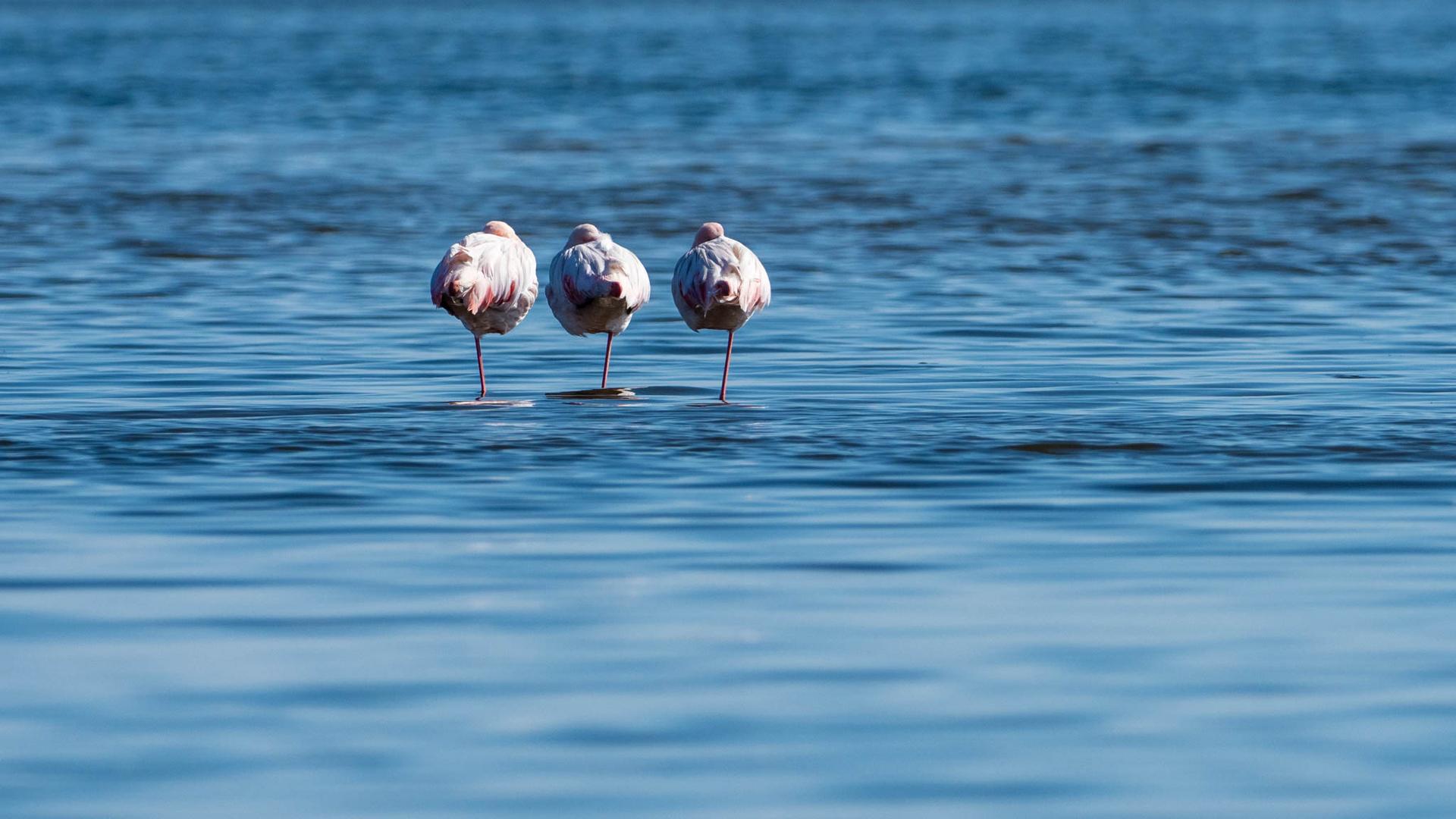 Drei Flamingos