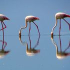 Drei Flamingos