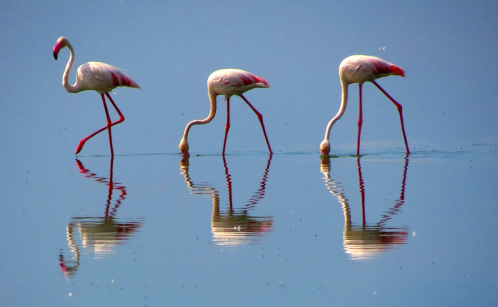 Drei Flamingos