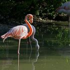 drei Flamingos