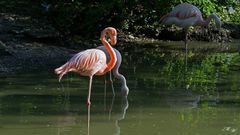 drei Flamingos