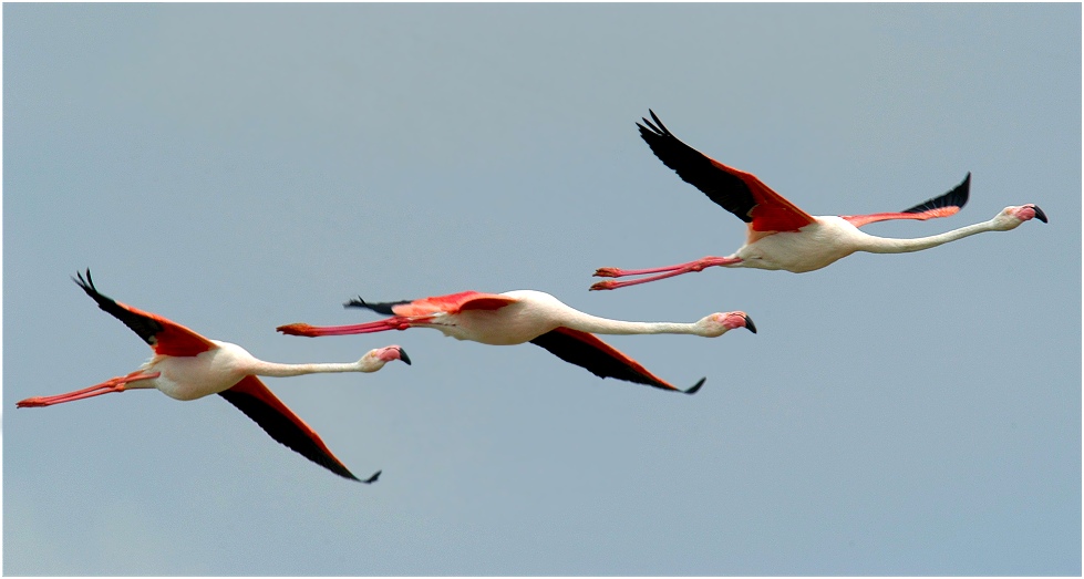 Drei Flamingos im Vorbeiflug...