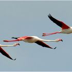 Drei Flamingos im Vorbeiflug...