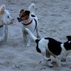 Drei Freunde am Hundestrand