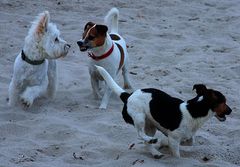 Drei Freunde am Hundestrand