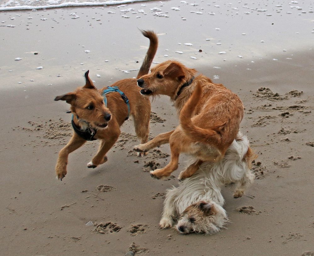 Drei Freunde am Strand