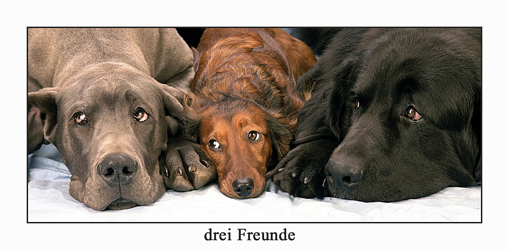 drei Freunde...