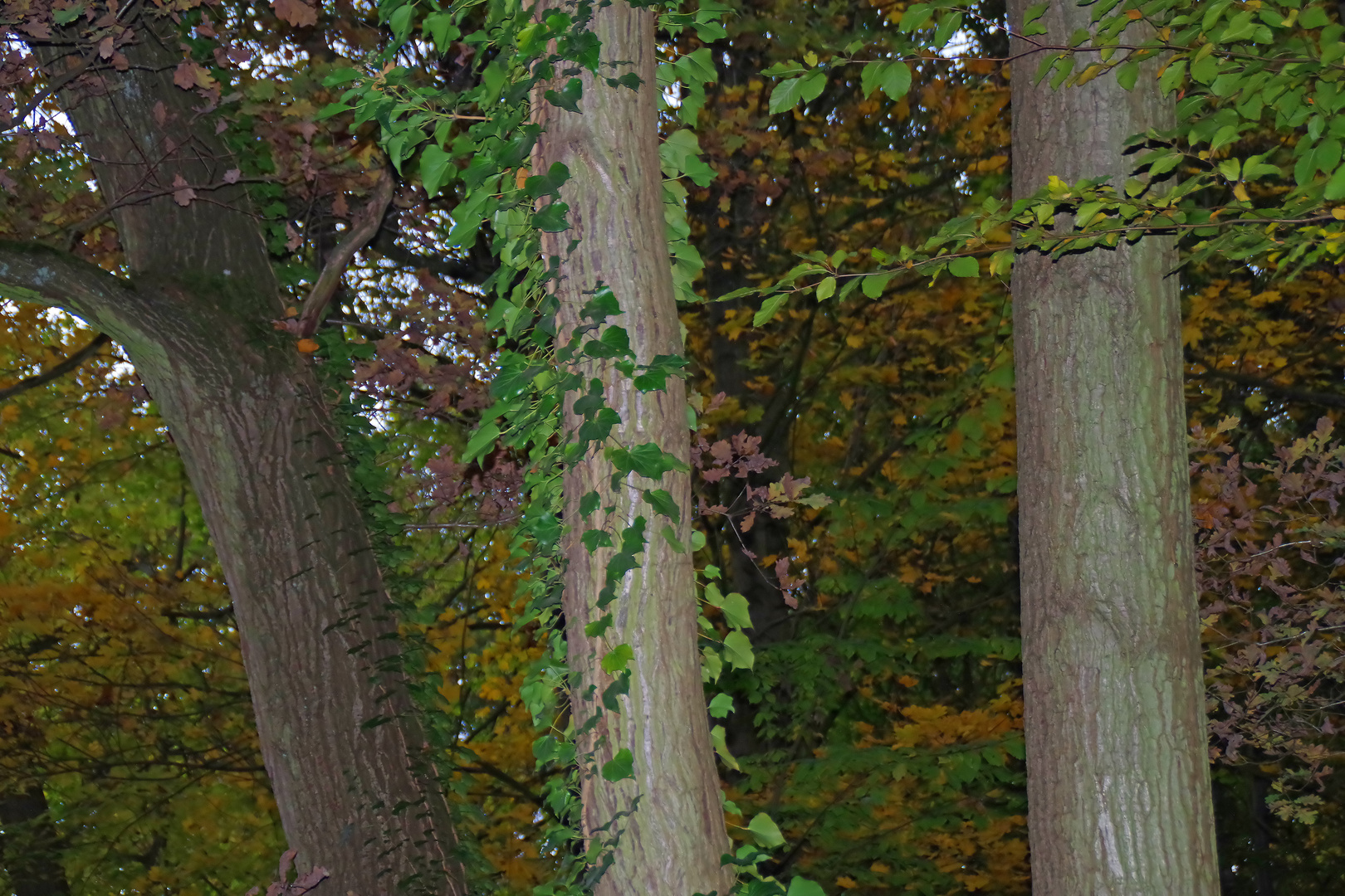 Drei Freunde,- drei Bäume im Herbst.