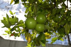 Drei Fruechtchen im Garten